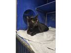 Adopt Slippy a Domestic Short Hair