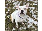 Adopt Loyalty (Hawk Creek Shelter) a Pit Bull Terrier