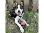 Adopt Avery D16539 a Terrier