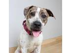 Adopt Bryce D16550 a Terrier