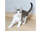 Adopt Mouse C16595 a Domestic Short Hair