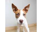 Adopt Dandelion D16547 a Terrier