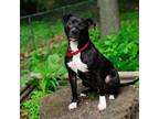 Adopt Tilly a Pit Bull Terrier