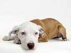 Adopt PENNY a Pit Bull Terrier, Mixed Breed