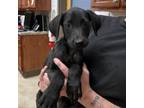 Adopt Noir- 052804S a Pit Bull Terrier