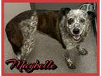 Adopt Maybelle a Shepherd, Mixed Breed