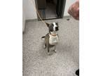 Adopt 56009846 a Terrier, Mixed Breed