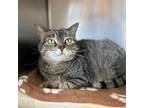 Adopt Gertie--In Foster a Domestic Short Hair