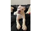 Adopt Potato - Available In Foster a Pit Bull Terrier, Mixed Breed