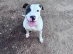 Adopt KATIE a Pit Bull Terrier, Mixed Breed