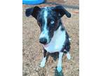 Adopt SMILEY a Catahoula Leopard Dog, Mixed Breed