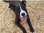 Adopt LONKA a Pit Bull Terrier, Mixed Breed