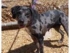 Adopt CARLY BETH a Catahoula Leopard Dog, Mixed Breed