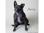 Adopt Avery a Australian Cattle Dog / Blue Heeler, Mixed Breed