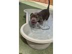 Adopt BETTY WHITE a Pit Bull Terrier, Mixed Breed