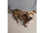 Adopt ESMERALDA a Pit Bull Terrier, Mixed Breed