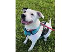 Adopt BENNY a Pit Bull Terrier