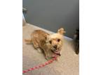 Adopt Meadow a Yorkshire Terrier
