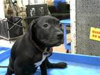 Adopt CURIE a Labrador Retriever, Mixed Breed