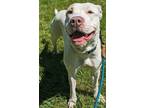 Adopt Sporty Spice a Pit Bull Terrier, Mixed Breed