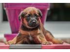 Adopt Marlowe-Morgan's puppies a Labrador Retriever, German Shepherd Dog