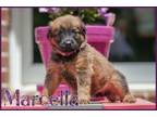 Adopt Marcella-Morgan's puppies a Labrador Retriever, German Shepherd Dog