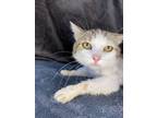 Adopt GRIMACE a Domestic Short Hair