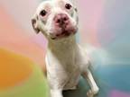 Adopt LIL MOMMA a Pit Bull Terrier, Mixed Breed