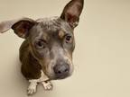 Adopt MARNIE a Pit Bull Terrier, Mixed Breed