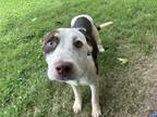 Adopt CELESTE a Pit Bull Terrier, Mixed Breed