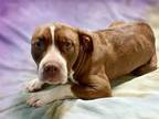 Adopt DEBBIE a Pit Bull Terrier, Mixed Breed