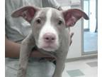 Adopt A432158 a Pit Bull Terrier