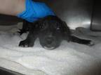 Adopt A430334 a Pit Bull Terrier