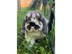 Adopt Mochi a Holland Lop, Bunny Rabbit