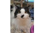 Adopt Popsicle 49864 a Domestic Long Hair, Domestic Short Hair
