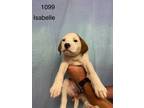 Adopt Isabelle a Labrador Retriever