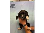 Adopt Indigo a Labrador Retriever