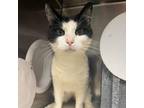 Adopt Tailey a Domestic Short Hair