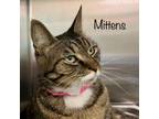 Adopt Mittens a Domestic Short Hair