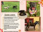 Adopt SHARON a Pit Bull Terrier, Mixed Breed
