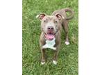 Adopt ASTREA a American Staffordshire Terrier, Pit Bull Terrier