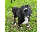 Adopt NORA a Pit Bull Terrier, Mixed Breed