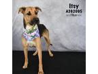 Adopt ITSY a German Shepherd Dog, Mixed Breed