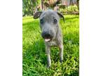 Adopt FLASH a Parson Russell Terrier, Pit Bull Terrier
