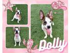 Adopt DOLLY a Pit Bull Terrier, Mixed Breed