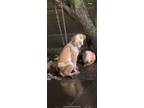 Adopt Nancy Drew a Labrador Retriever, Pit Bull Terrier