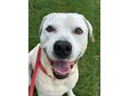 Adopt Ellie a Labrador Retriever, Mixed Breed