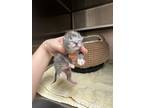 Adopt Stray - bottle baby a Domestic Short Hair