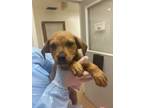 Adopt Ruby a Hound, Mixed Breed