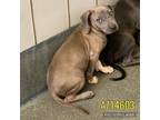 Adopt SALLY a American Staffordshire Terrier